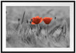 Mohnblumen auf einem Feld Passepartout 100x70