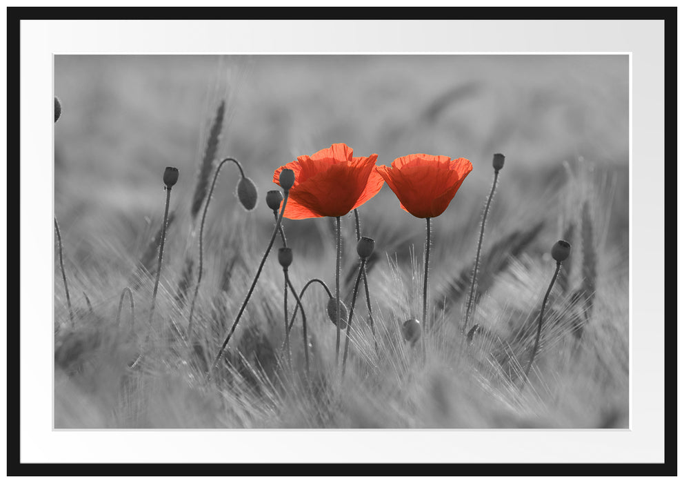 Pixxprint Mohnblumen auf einem Feld, im Galerie-Passepartout Bilderrahmen