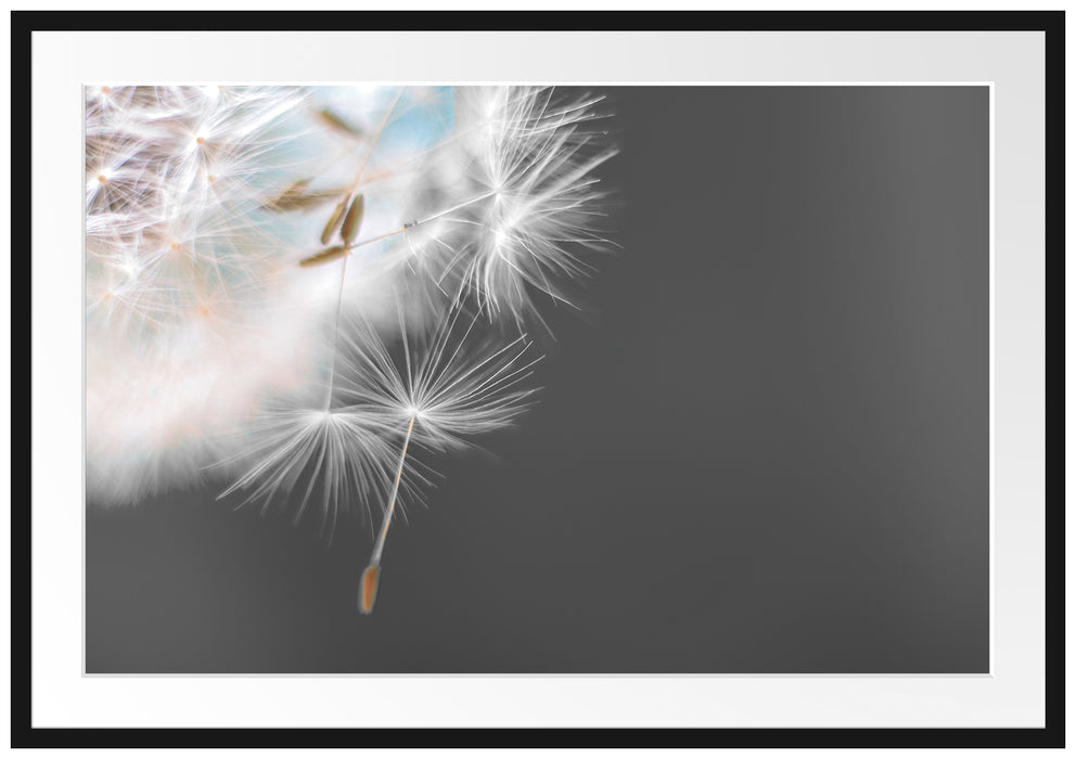 Pixxprint hübsche Pusteblume, im Galerie-Passepartout Bilderrahmen