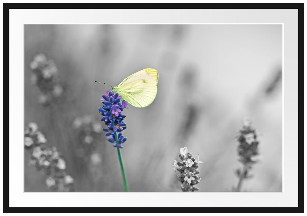 schöner Schmetterling auf Lavendel Passepartout 100x70