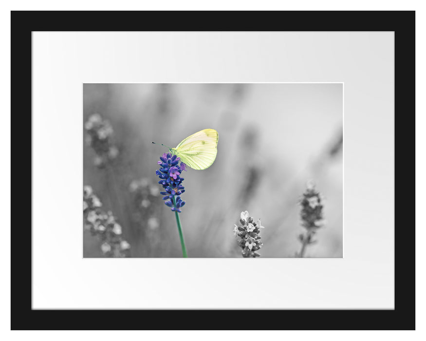 schöner Schmetterling auf Lavendel Passepartout 38x30