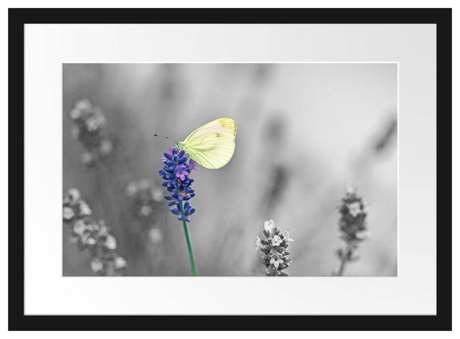 schöner Schmetterling auf Lavendel Passepartout 55x40
