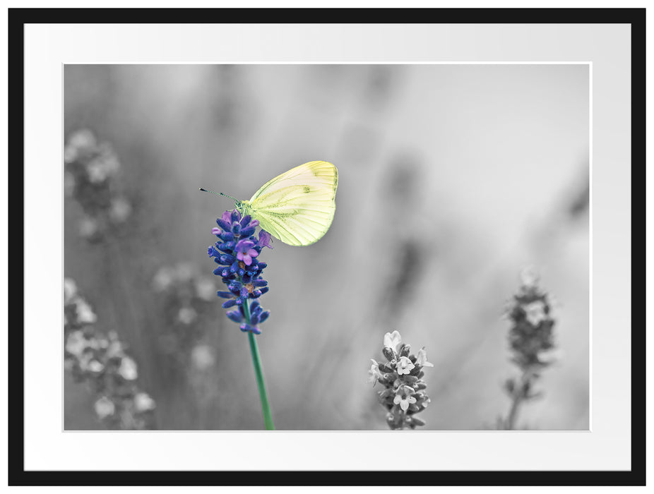 schöner Schmetterling auf Lavendel Passepartout 80x60
