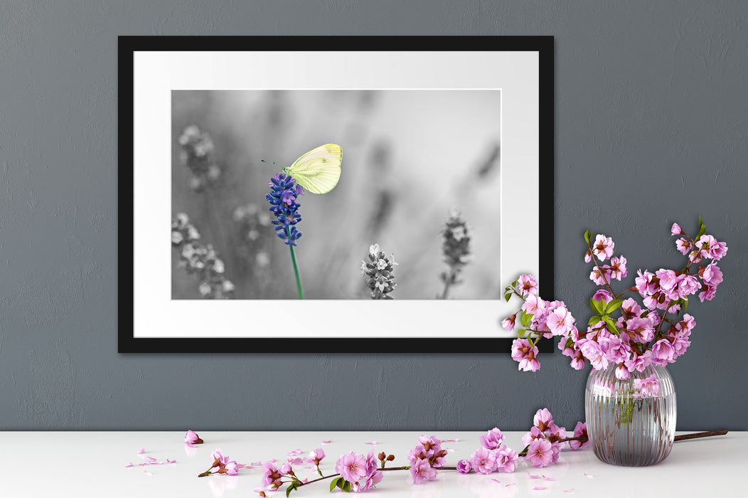 schöner Schmetterling auf Lavendel Passepartout Wohnzimmer