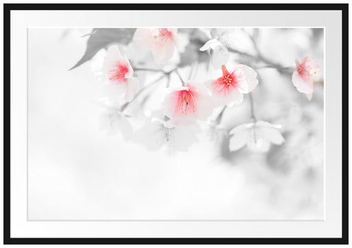 wunderschöne Kirschblüten Passepartout 100x70