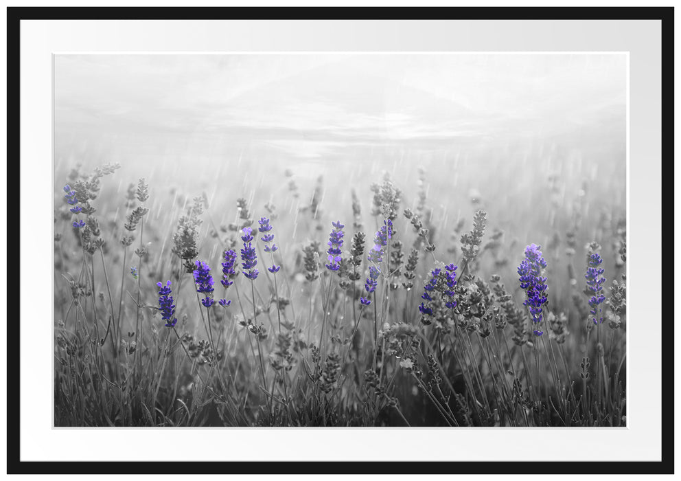 Pixxprint wunderschönes Lavendelfeld, im Galerie-Passepartout Bilderrahmen