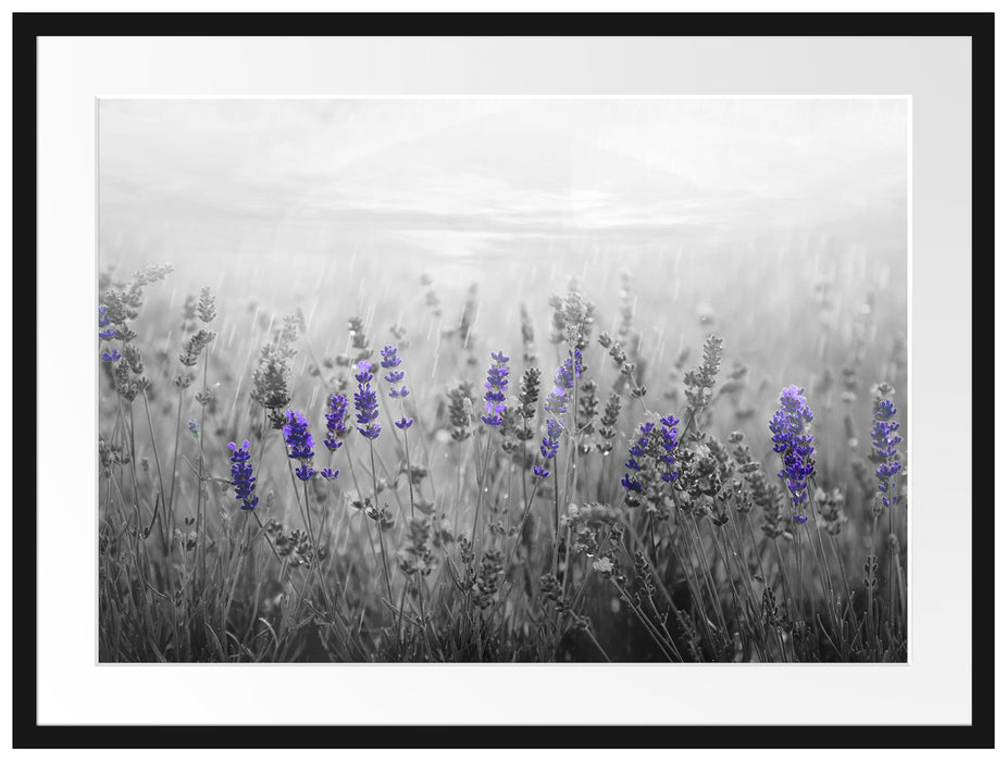 wunderschönes Lavendelfeld Passepartout 80x60