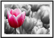 Tulpen im Morgentau Passepartout 100x70