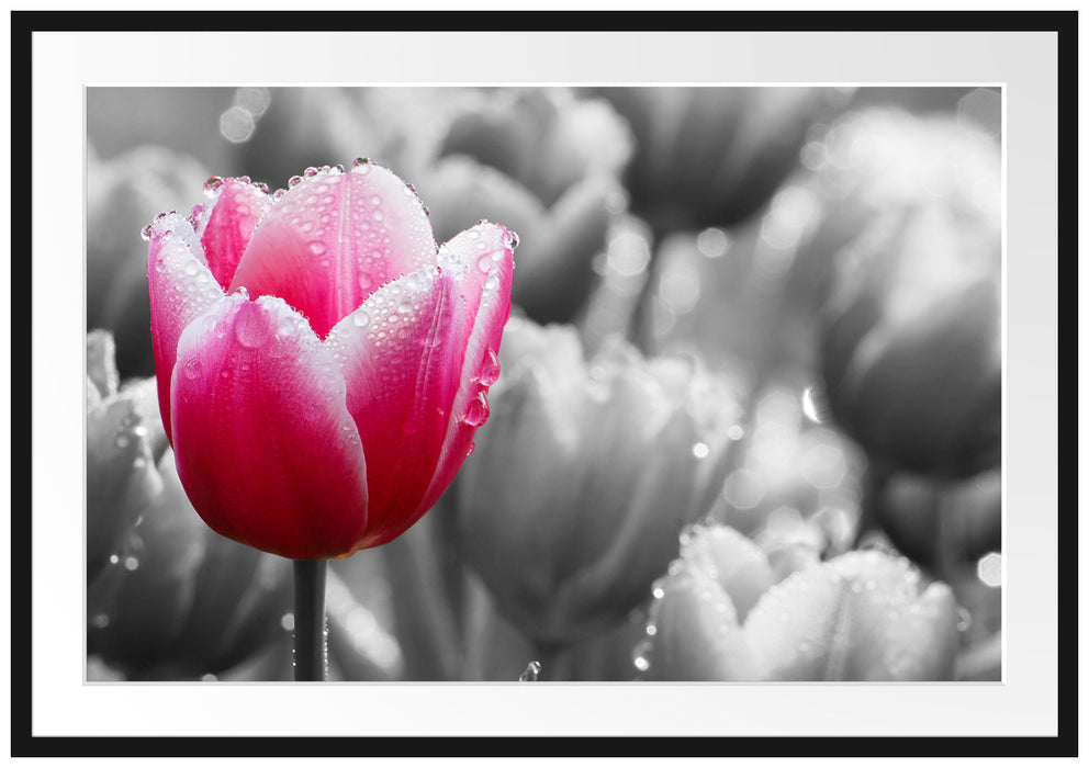 Pixxprint Tulpen im Morgentau, im Galerie-Passepartout Bilderrahmen