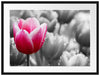 Tulpen im Morgentau Passepartout 80x60
