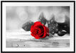 Rose auf Holztisch Passepartout 100x70