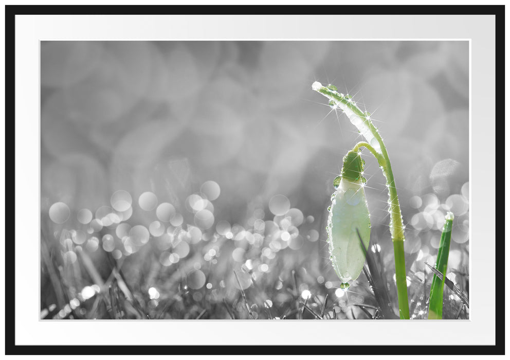 Pixxprint Schneeglöckchen im Morgentau, im Galerie-Passepartout Bilderrahmen