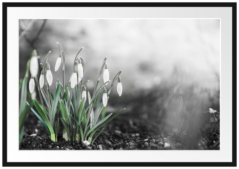 Pixxprint Frühlings Schneeglöckchen, im Galerie-Passepartout Bilderrahmen