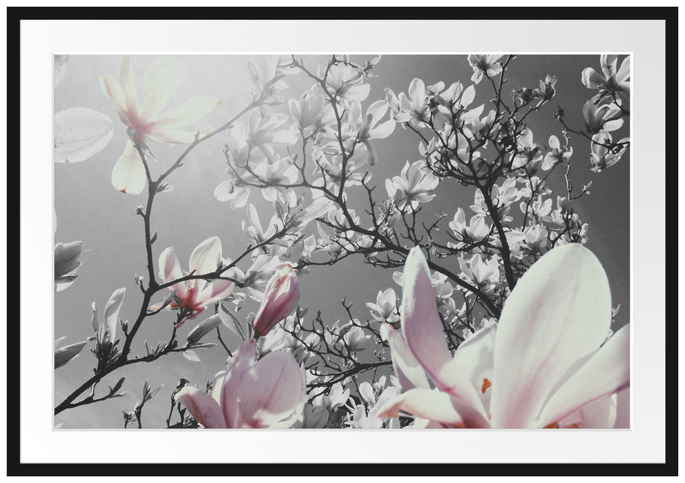 Pixxprint schöne Magnolie Blüten, im Galerie-Passepartout Bilderrahmen