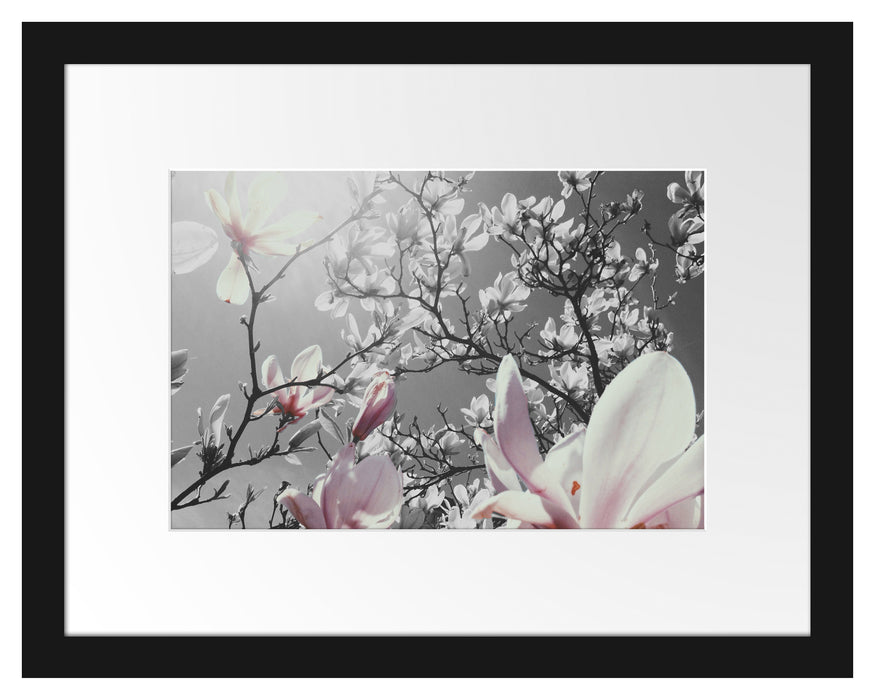 schöne Magnolie Blüten Passepartout 38x30