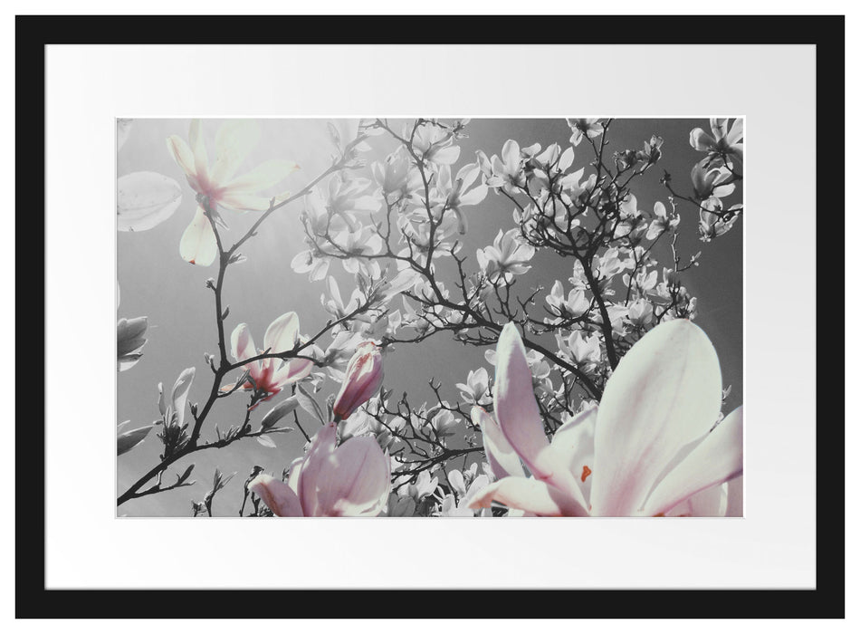 schöne Magnolie Blüten Passepartout 55x40