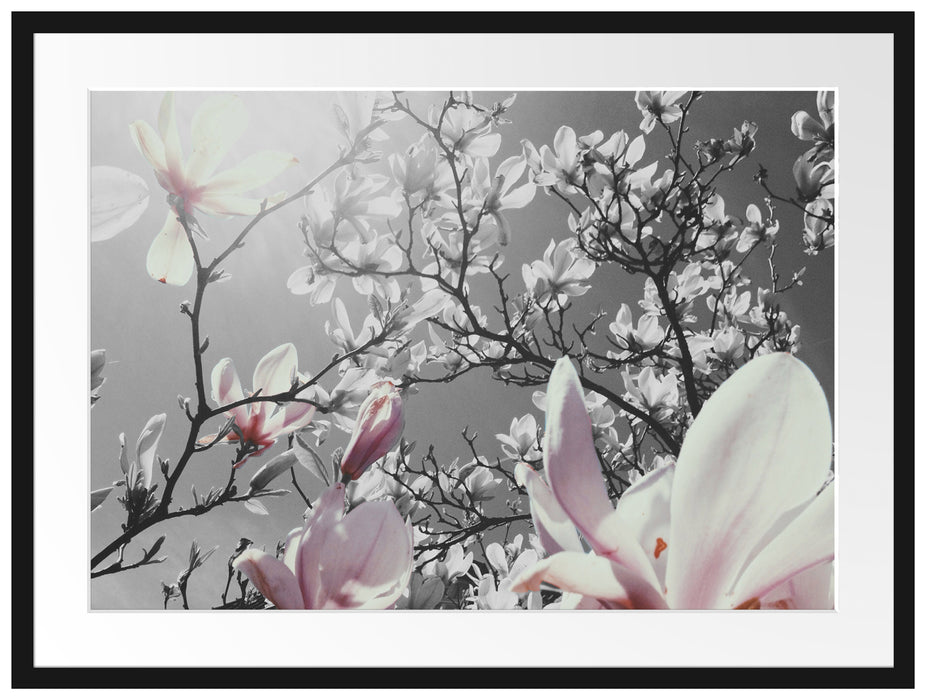 schöne Magnolie Blüten Passepartout 80x60