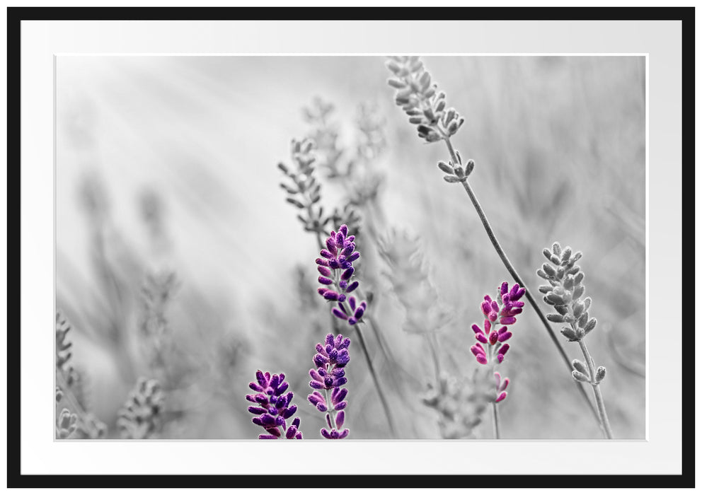 schöner Lavendel Passepartout 100x70