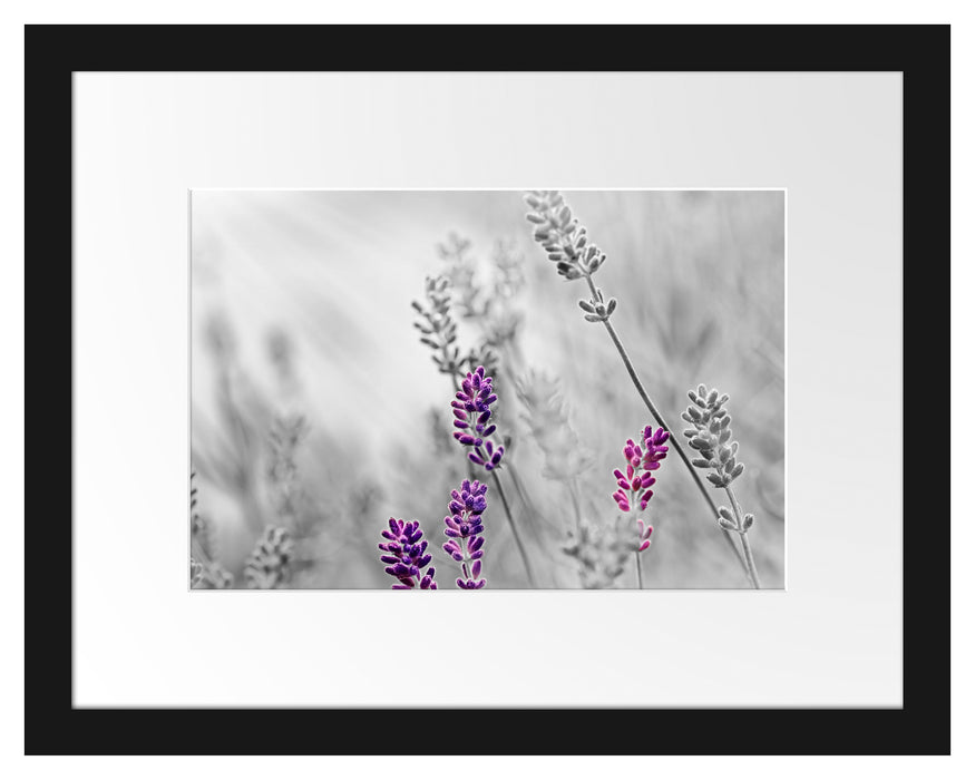 schöner Lavendel Passepartout 38x30