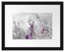 schöner Lavendel Passepartout 38x30