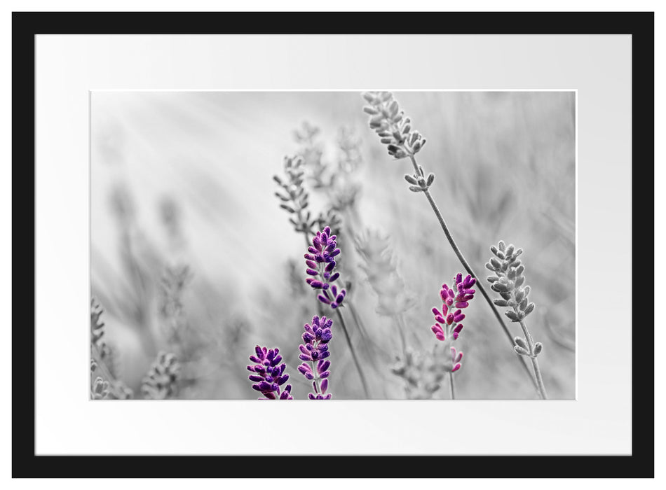 schöner Lavendel Passepartout 55x40