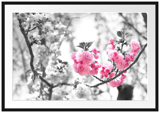 sehr schöne Kirschblüten Passepartout 100x70