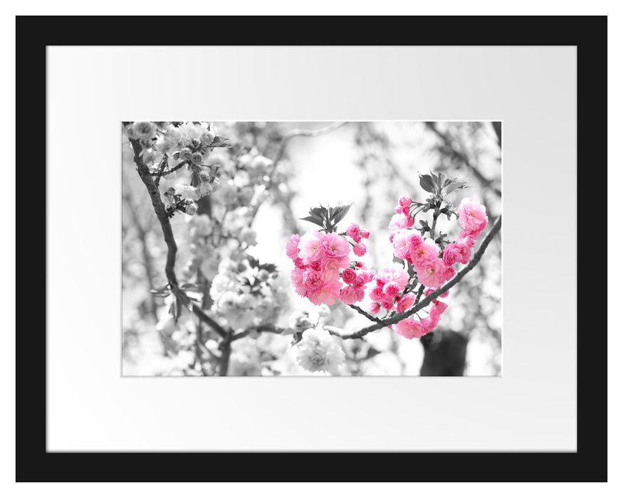 sehr schöne Kirschblüten Passepartout 38x30