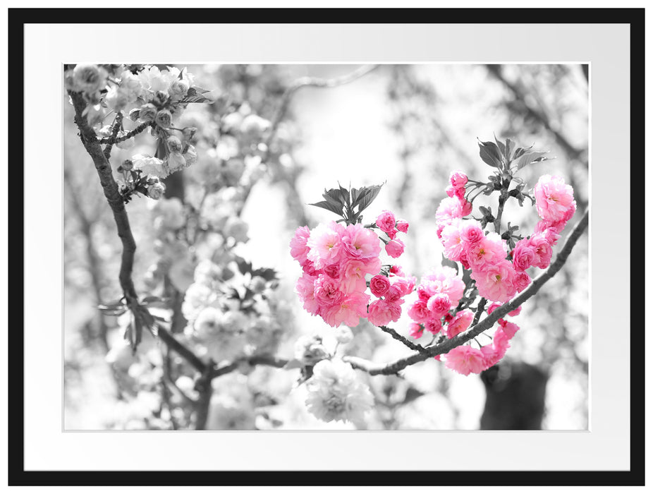 sehr schöne Kirschblüten Passepartout 80x60