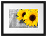 schöne Sonnenblumen auf Holztisch Passepartout 38x30