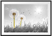Pusteblumen auf Wiese Passepartout 100x70