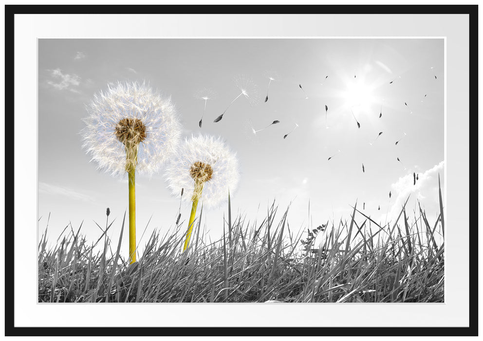 Pixxprint Pusteblumen auf Wiese, im Galerie-Passepartout Bilderrahmen