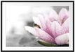 süße Biene auf Seerosenblüte Passepartout 100x70