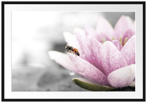 süße Biene auf Seerosenblüte Passepartout 100x70