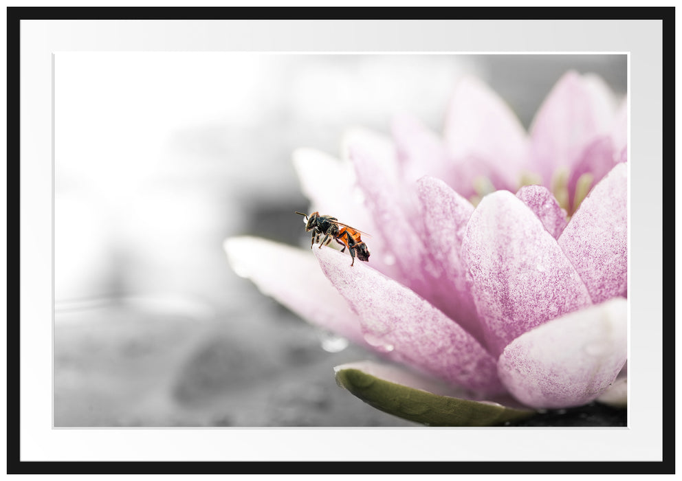 Pixxprint süße Biene auf Seerosenblüte, im Galerie-Passepartout Bilderrahmen