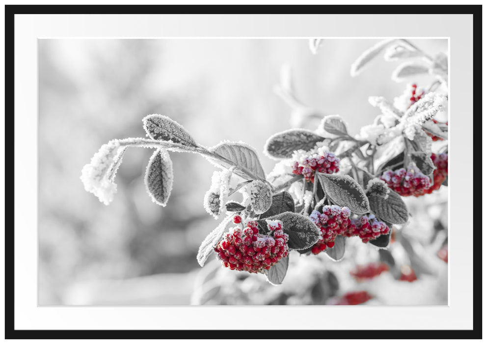 Pixxprint Vogelbeeren im frostigen Winter, im Galerie-Passepartout Bilderrahmen