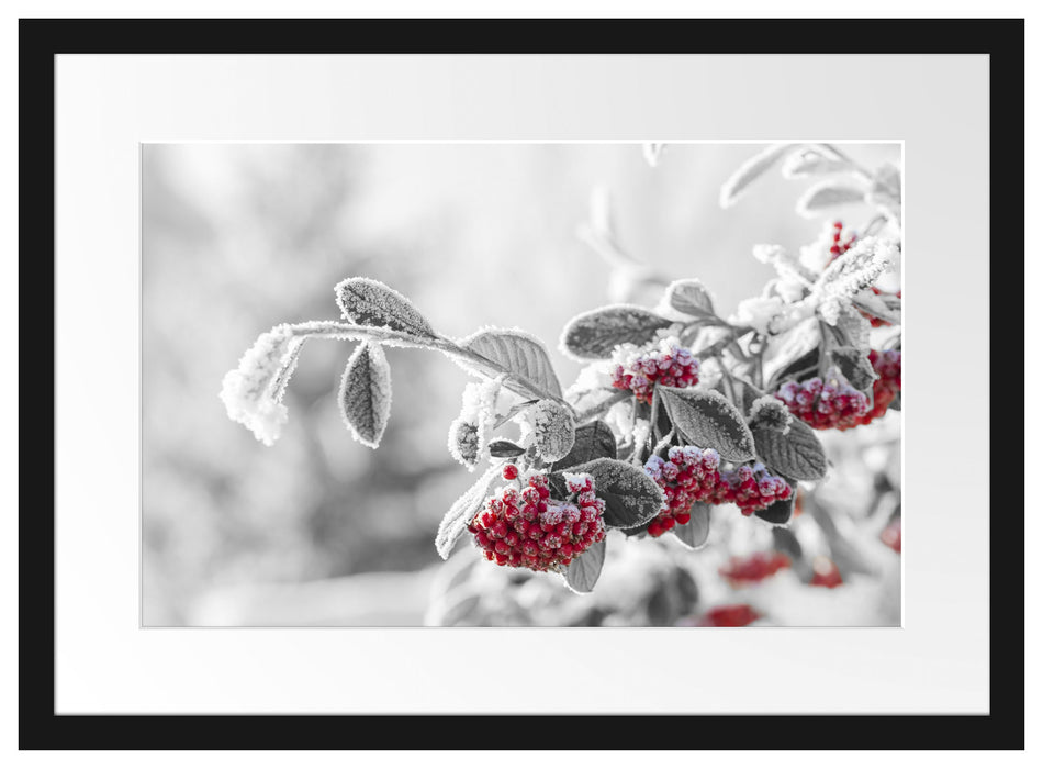 Vogelbeeren im frostigen Winter Passepartout 55x40