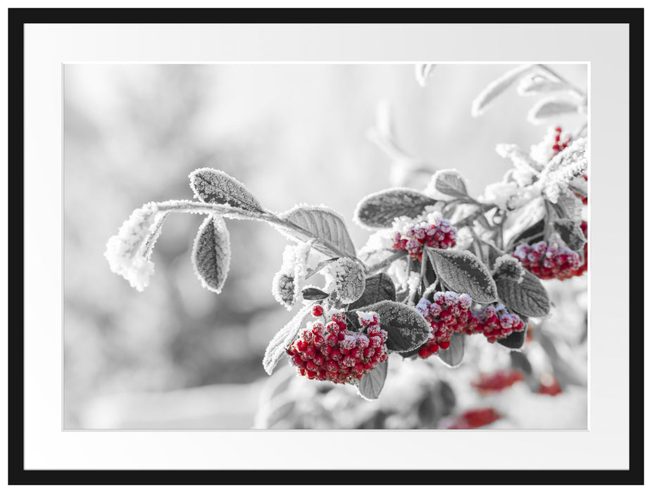 Vogelbeeren im frostigen Winter Passepartout 80x60