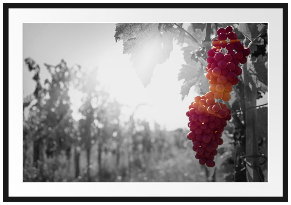 Pixxprint wunderschöne Weintrauben an Rebe, im Galerie-Passepartout Bilderrahmen