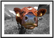 ausgewachsene Kuh auf Bergwiese Passepartout 100x70