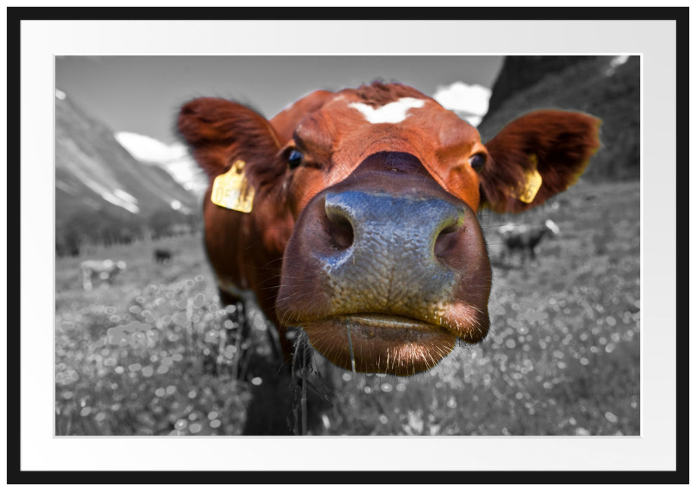 ausgewachsene Kuh auf Bergwiese Passepartout 100x70