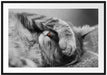 niedliche Katze beim schlafen Passepartout 100x70