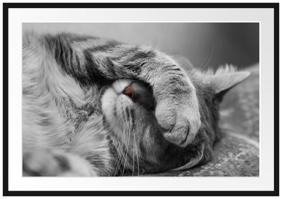 Pixxprint niedliche Katze beim schlafen, im Galerie-Passepartout Bilderrahmen