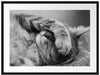 niedliche Katze beim schlafen Passepartout 80x60
