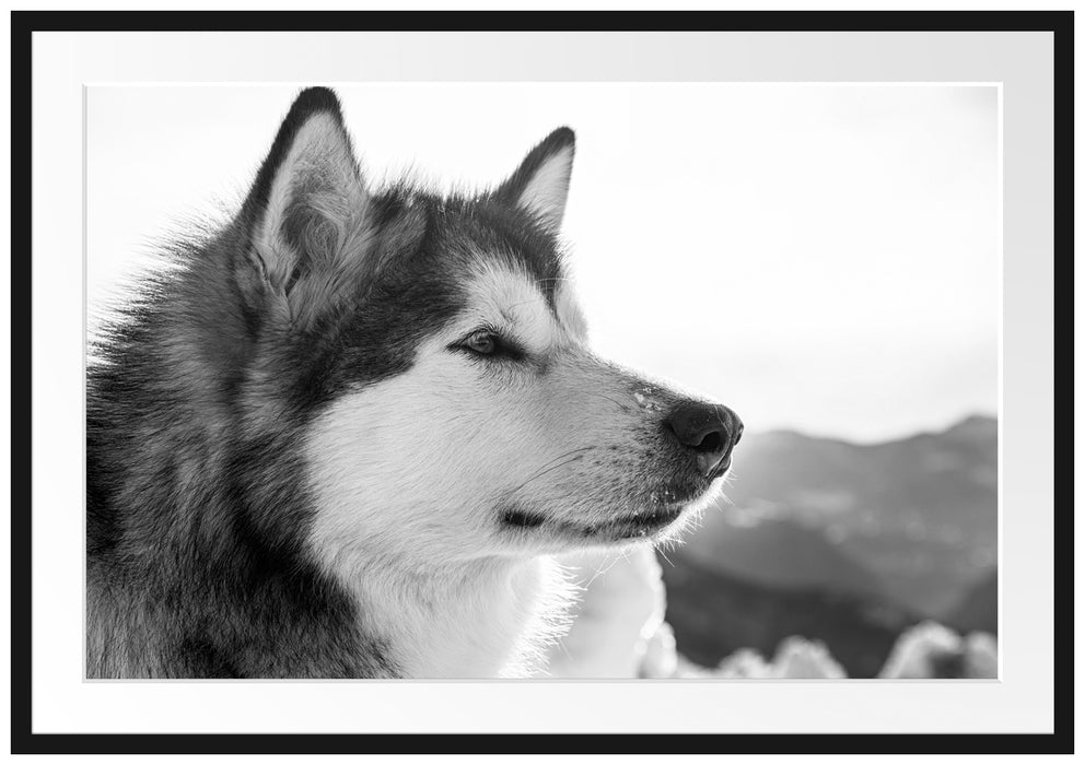 Pixxprint wunderschöner Husky im Schnee, im Galerie-Passepartout Bilderrahmen