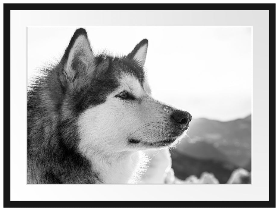 wunderschöner Husky im Schnee Passepartout 80x60