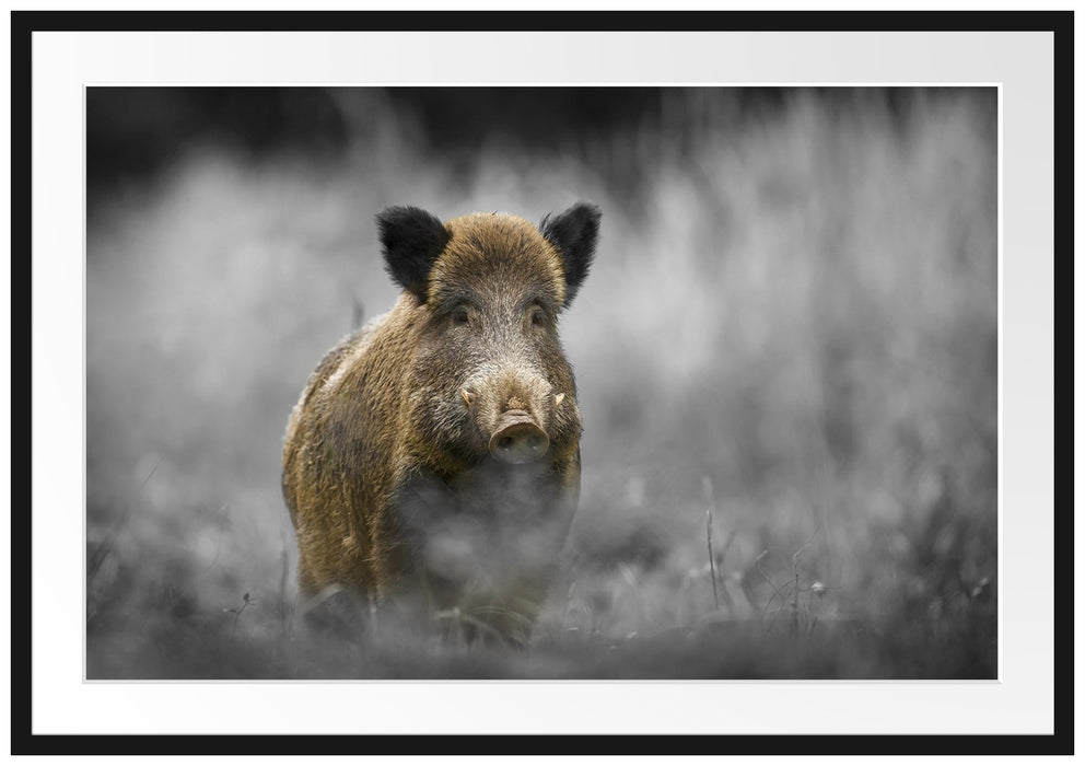 Pixxprint einsames Wildschwein im Wald, im Galerie-Passepartout Bilderrahmen