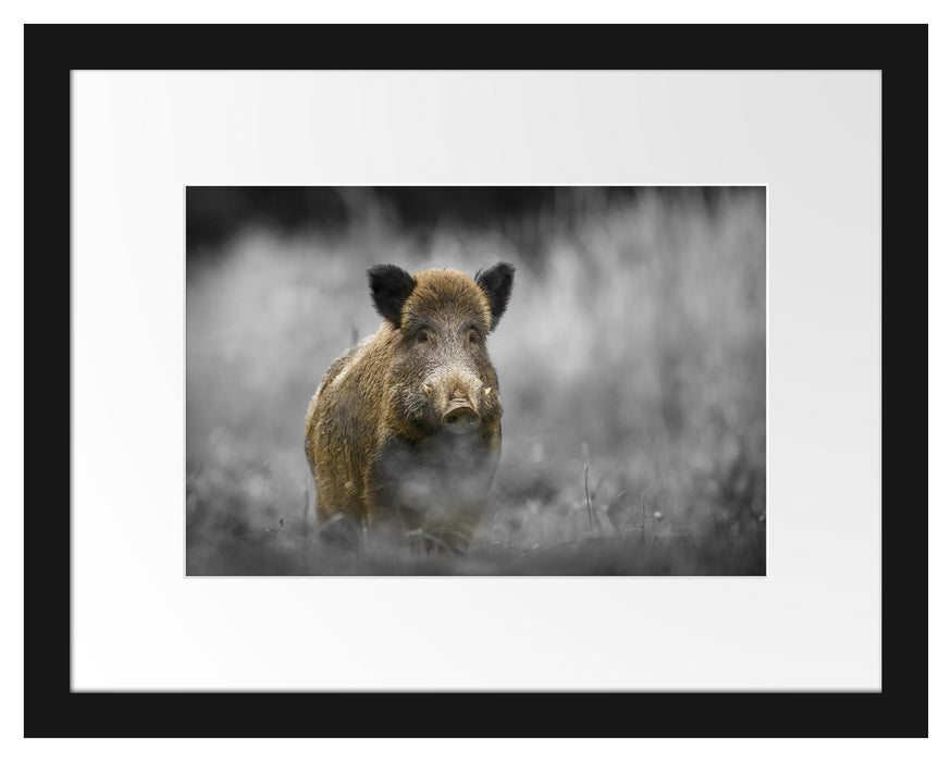 einsames Wildschwein im Wald Passepartout 38x30