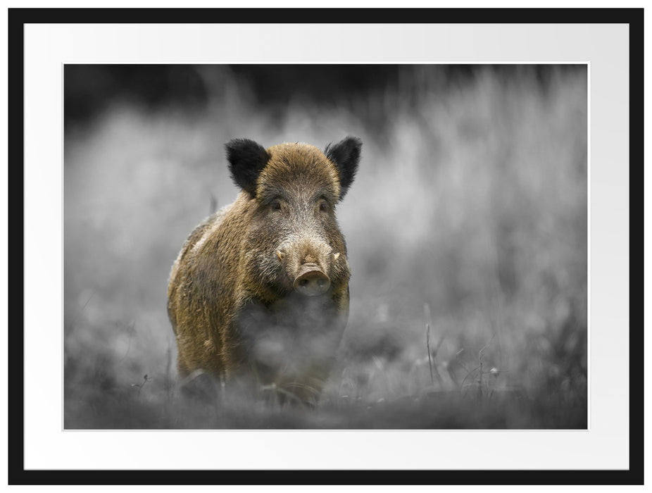 einsames Wildschwein im Wald Passepartout 80x60