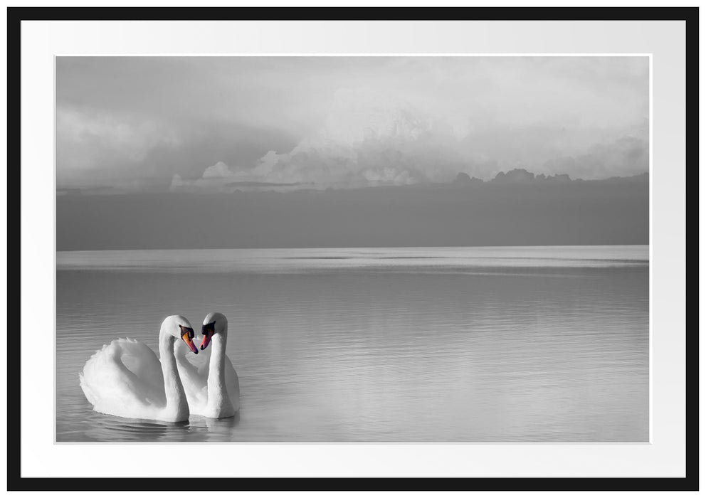 Pixxprint wunderschöne Schwäne auf See, im Galerie-Passepartout Bilderrahmen