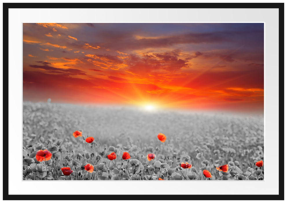Pixxprint wunderschönes Mohnblütenfeld, im Galerie-Passepartout Bilderrahmen